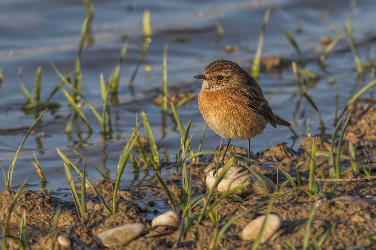 Saltimpalo (Saxixola torquata)